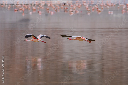 Bandada de Flamencos en Laguna Grande, Antofalla de la sierra, Catamarca , Argentina
