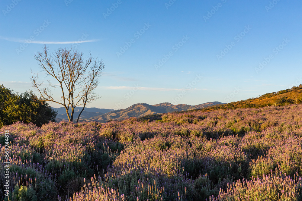 lavender landscape golden afternoon day lavender landscape golden afternoon day