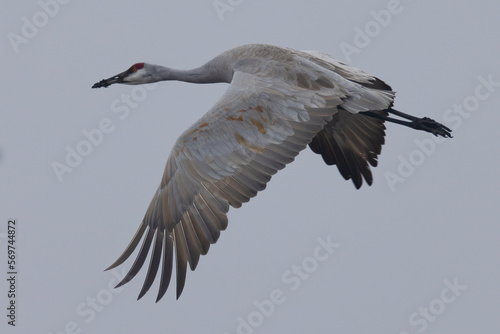 Close view of a sandhill crane flying, seen in the wild in North California