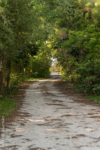 Dirt path in the middle of wild plants and trees at Navarre, Florida. Pathway winding through the green plants and trees in a vertical shot view.