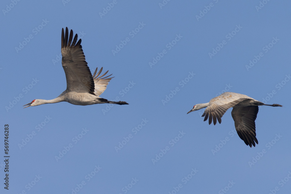 Close view of sandhill cranes flying in beautiful light, seen in the wild in North California Close view of sandhill cranes flying in beautiful light, seen in the wild in North California