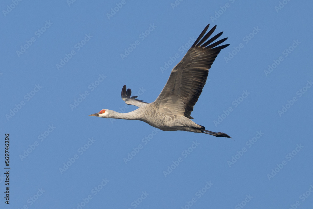 Obraz premium Close view of a sandhill crane flying, seen in the wild in North California