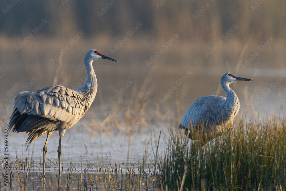 Close view of sandhill cranes, seen in the wild in a North California marsh