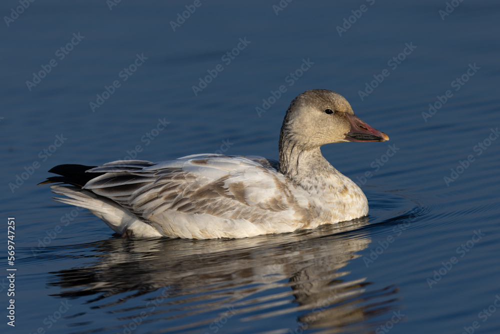 Fototapeta premium Close view of a snow goose, seen in the wild in a North California marsh