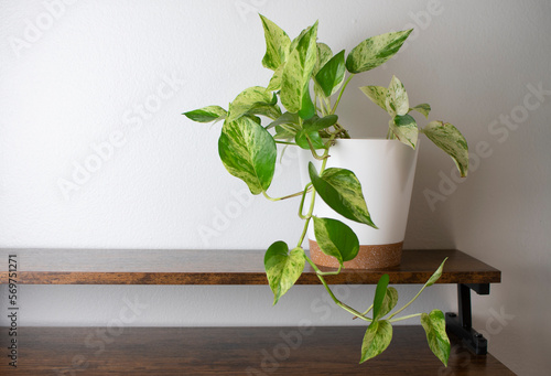 The white and green variegated leaves of Marble Queen Pothos (Snow queen pothos)