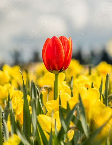Tulip fields