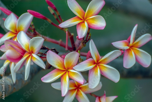 Wallpaper Mural Frangipani plumeria flower, Frangipanis are one of the hardiest and most beautiful small trees Torontodigital.ca