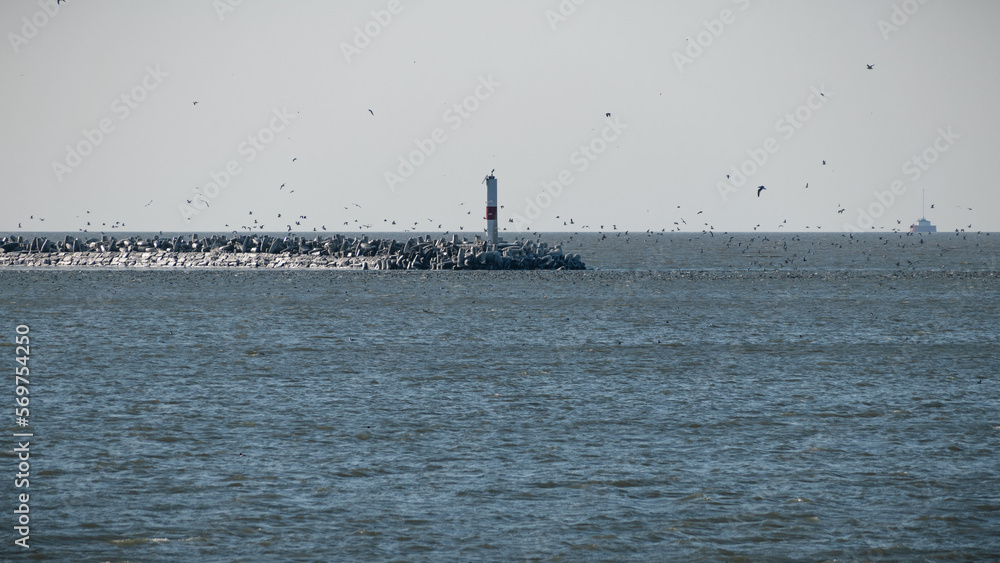 Gulls and ducks near lighthouse on winter icy lake Gulls and ducks near lighthouse on winter icy lake