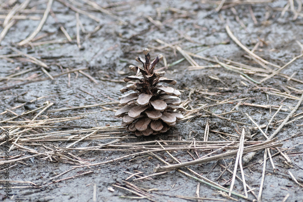 Pine cone on ground with dead pine needles. Pine cone on ground with dead pine needles.