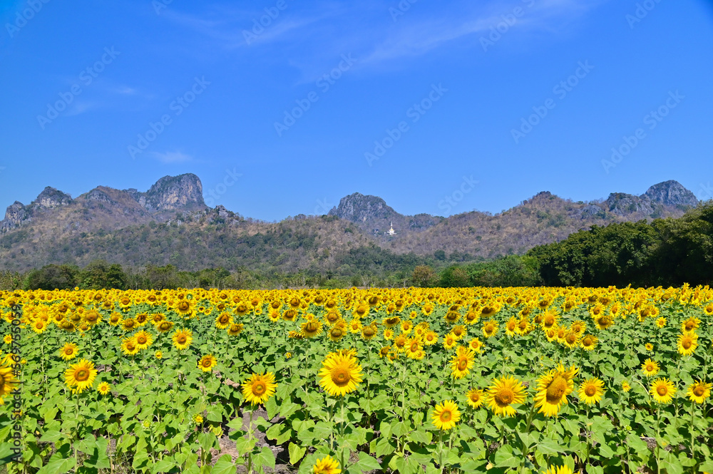 View of Khao Chin Lae and Sunflower Fields in Lopburi, Thailand