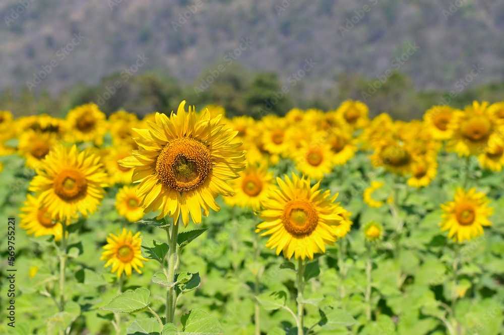 Fototapeta premium Scenic View of Blooming Sunflower Fields