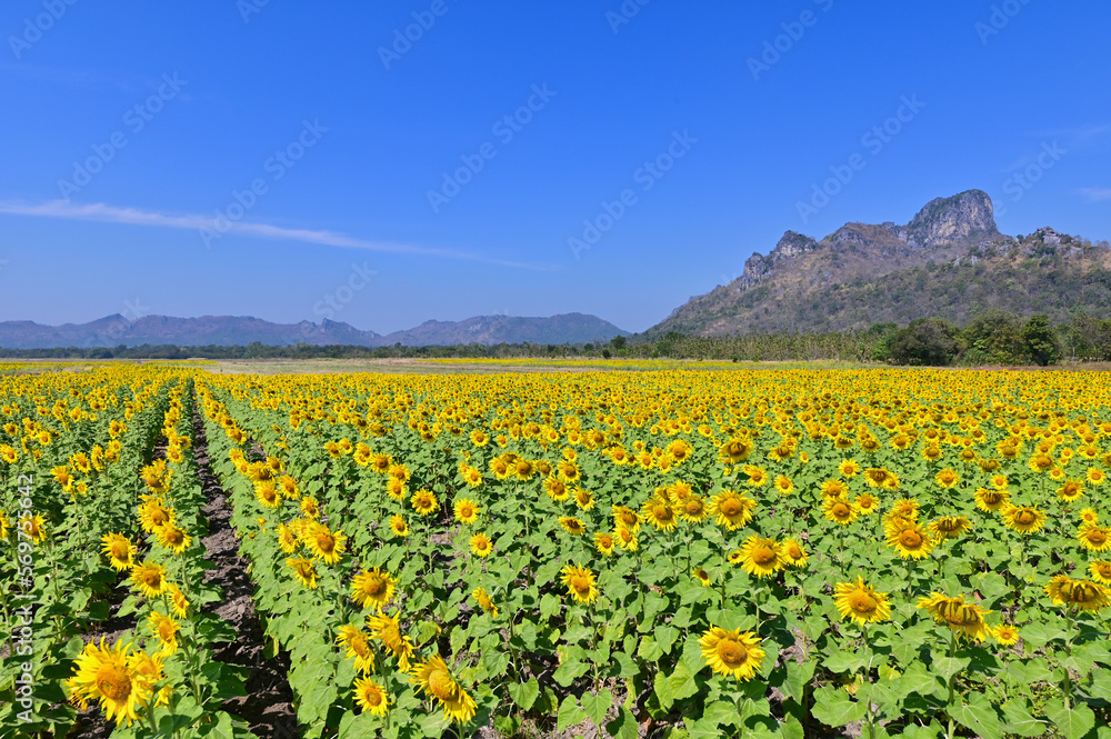 Field of Blooming Sunflowers in Lopburi Province