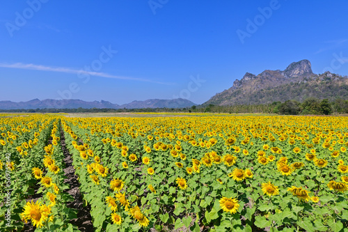 Field of Blooming Sunflowers in Lopburi Province