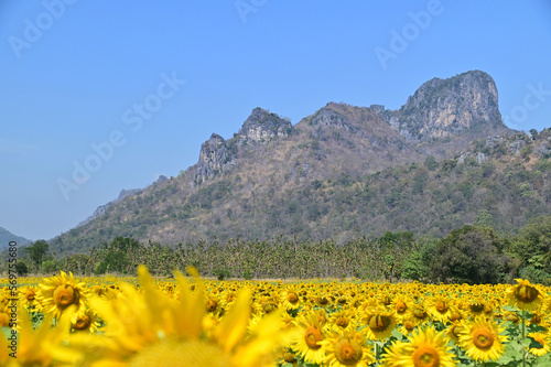 Khao Chin Lae Sunflower Field in Lopburi Province, Thailand
