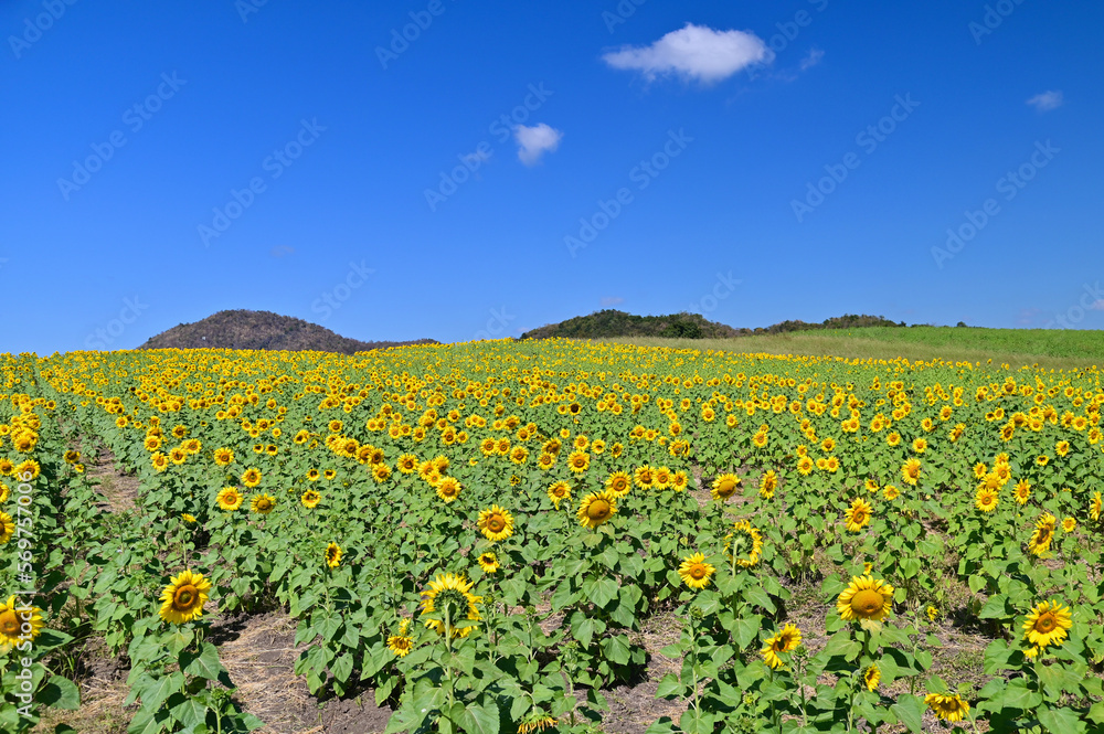 Beautiful Scenery of Blooming Sunflower Fields in Saraburi, Thailand