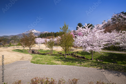 磐梯朝日国立公園の桜と磐梯山 photo