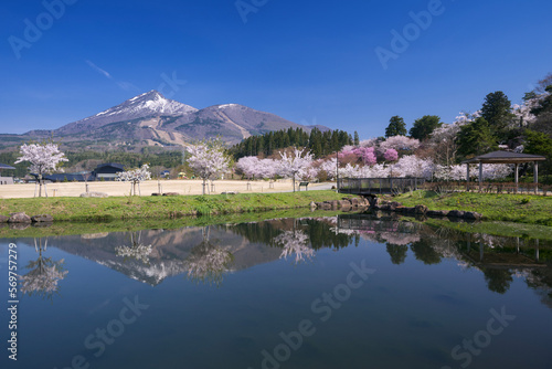 磐梯朝日国立公園の桜と磐梯山