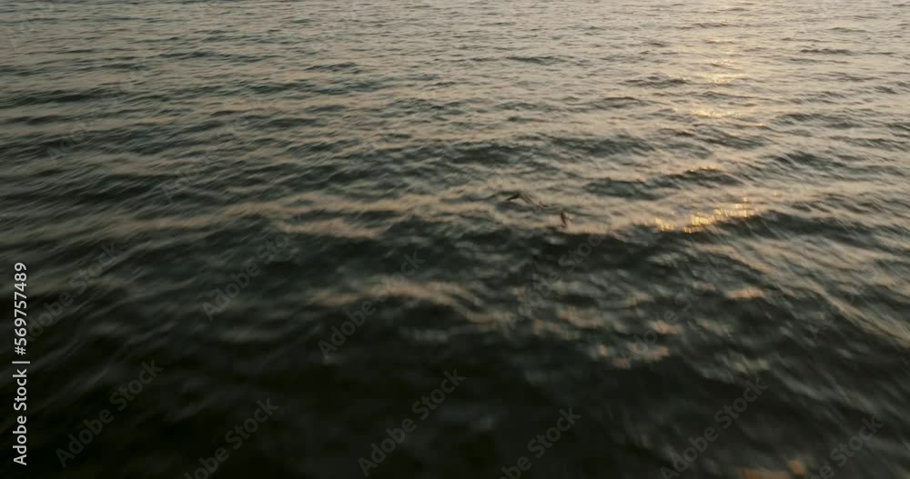 Seabird Flying Over The Ocean At Sunset In Guanacaste, Costa Rica - tracking shot Seabird Flying Over The Ocean At Sunset In Guanacaste, Costa Rica - tracking shot