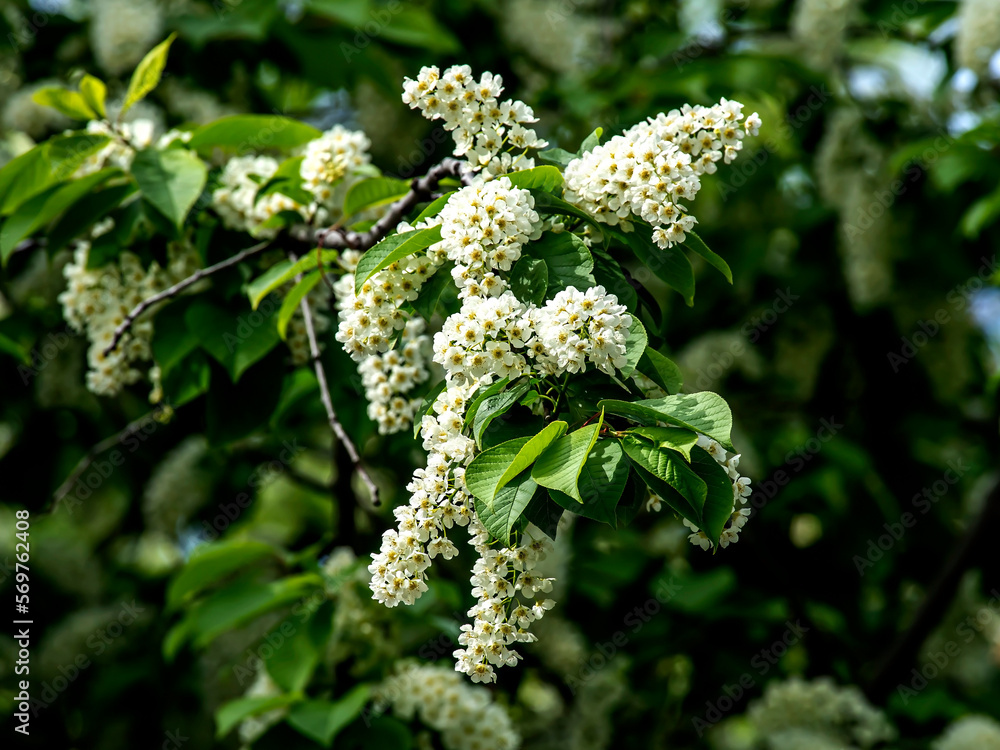 flowering bird cherry, branches illuminated by the sun flowering bird cherry, branches illuminated by the sun