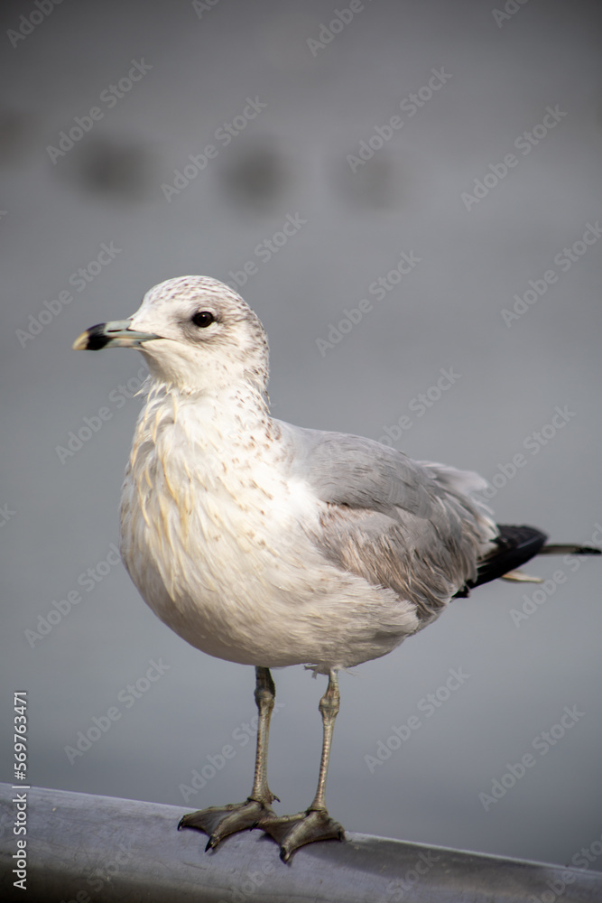 Seagull resting on a railing at Corona Meadows Park in Flushing, New York