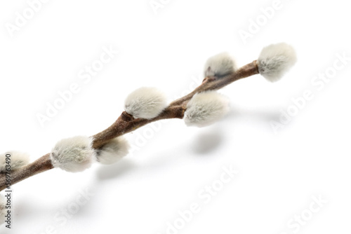Pussy willow branch isolated on white background © Pixel-Shot