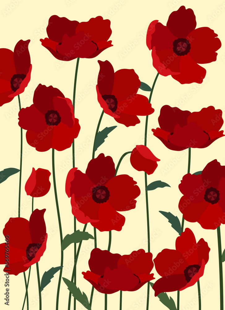 red poppy flowers red poppy flowers