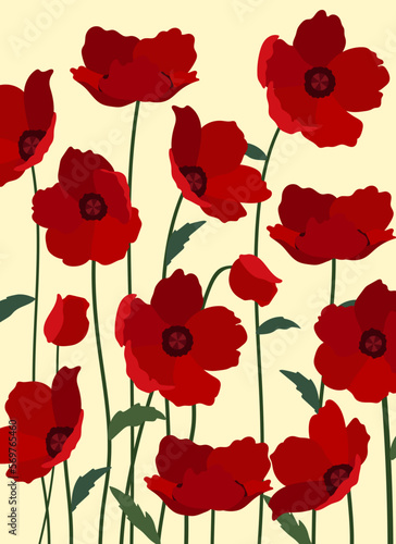 red poppy flowers