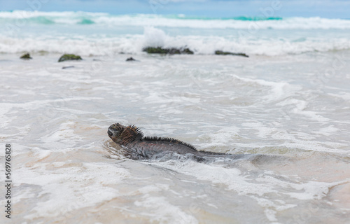 Galapagos Islands Animals. Marine Iguana swimming Tortuga bay beach. Marine iguanas n Santa Cruz Island, Galapagos Islands. Animals, wildlife and amazing nature © Maridav