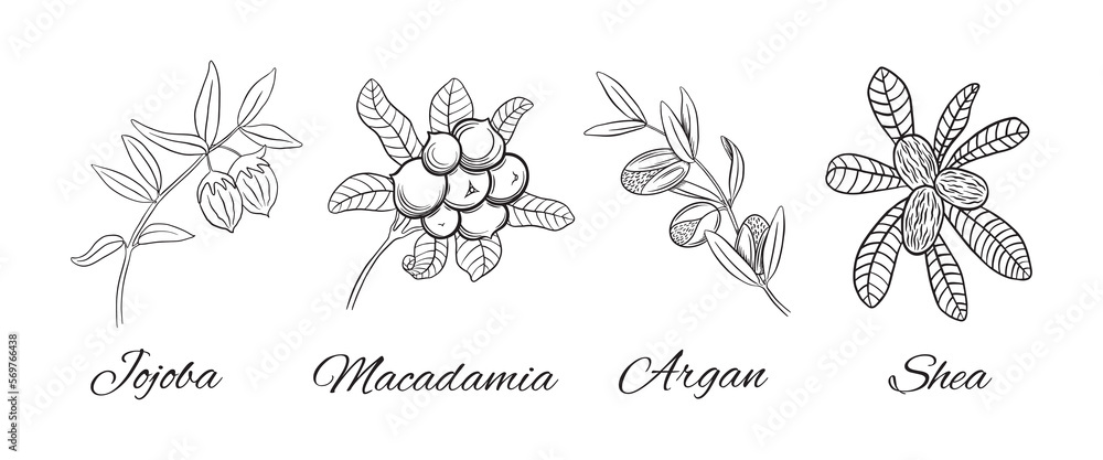 Hand drawn cosmetic plants collection. Jojoba and macadamia branches. Argan and shea plant parts on white background. Vector illustration.