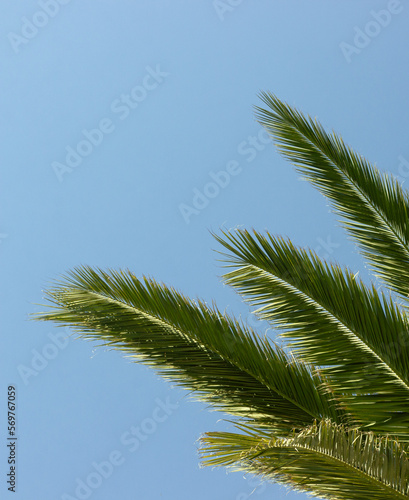 Palmera