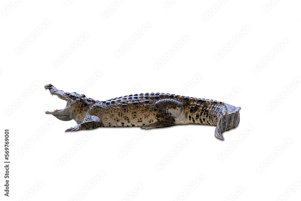 Naklejka premium The crocodile's head and body have strong front legs. . On a white background.with