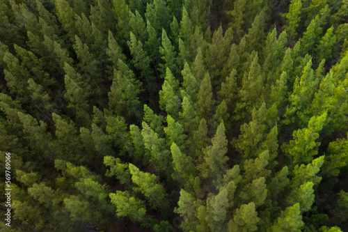 aerial view of dark green pine forest The rich natural ecosystem of the rainforest concept of natural forest conservation and reforestation