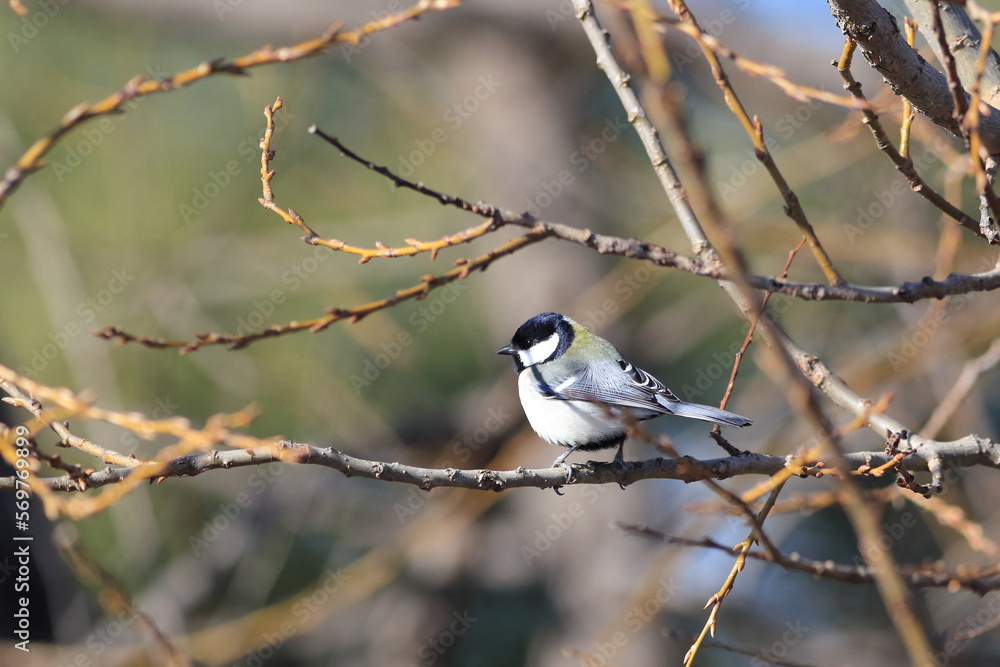 Obraz premium シジュウカラ