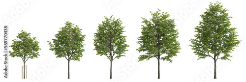 3d illustration of set tilia europaea tree isolated on white background photo