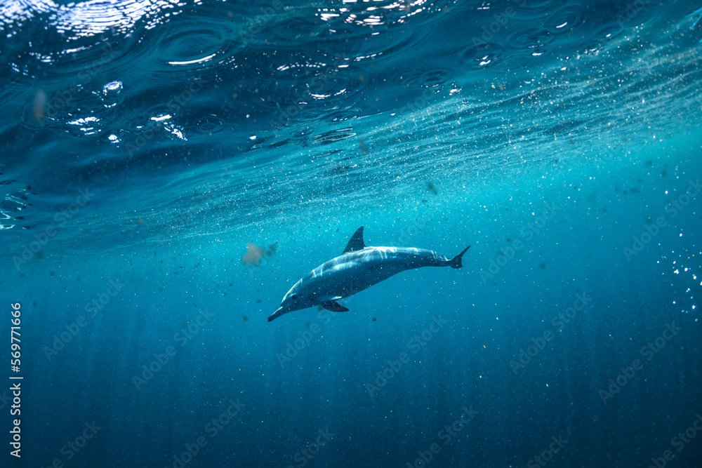 Fototapeta premium Underwater photo of wild dolphins, Australia