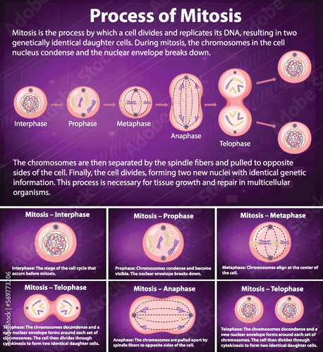 Process of mitosis phases with explanations