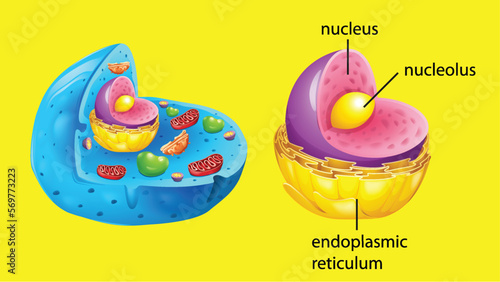 Animal cell anatomy structure