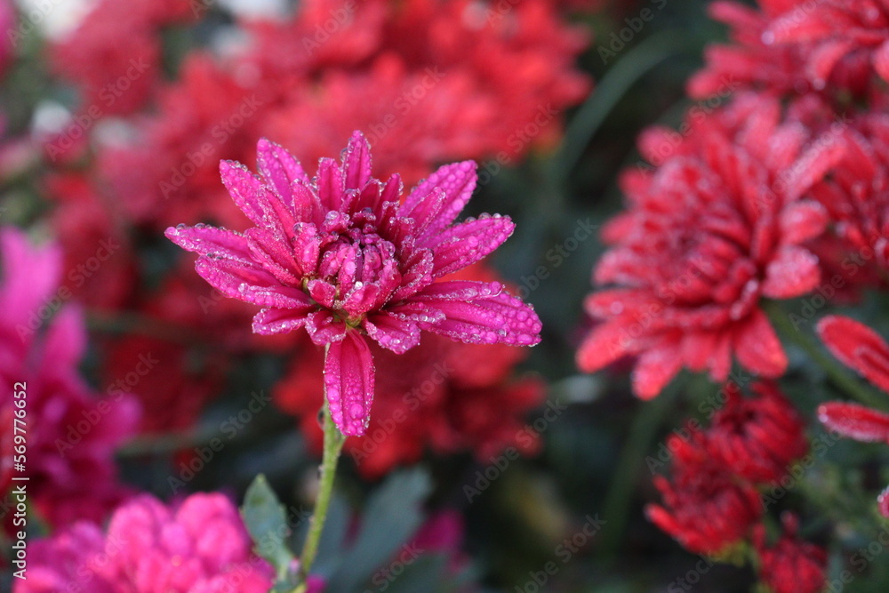 red colored chrysantheme rot tautropfen flower on farm red colored chrysantheme rot tautropfen flower on farm