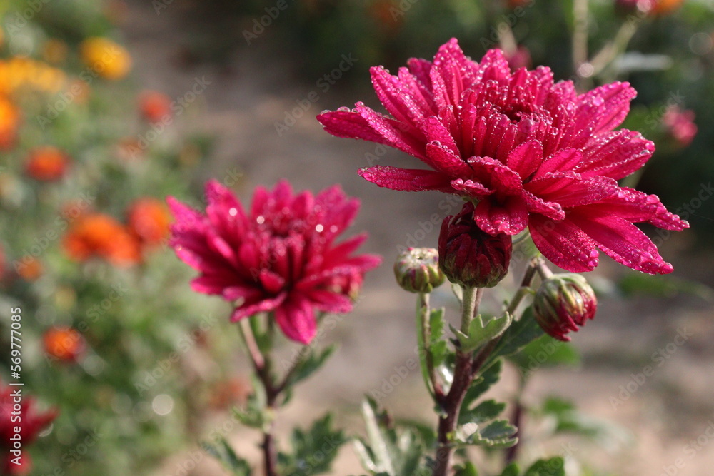 red colored chrysantheme rot tautropfen flower on farm red colored chrysantheme rot tautropfen flower on farm