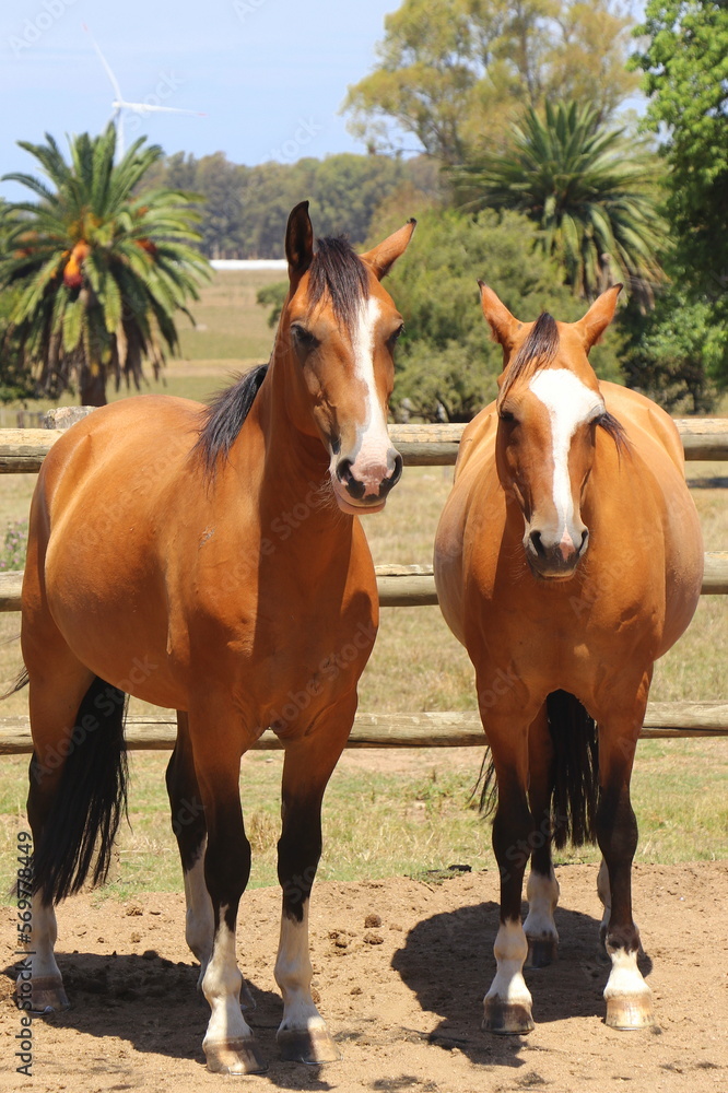 Fototapeta premium Gauchos Ranch, Montevideo, Uruguay