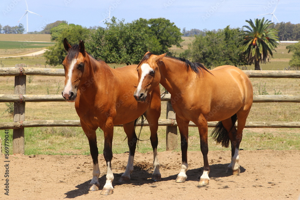 Gauchos Ranch, Montevideo, Uruguay