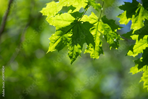 The young green leaves of the tree are the background of nature.