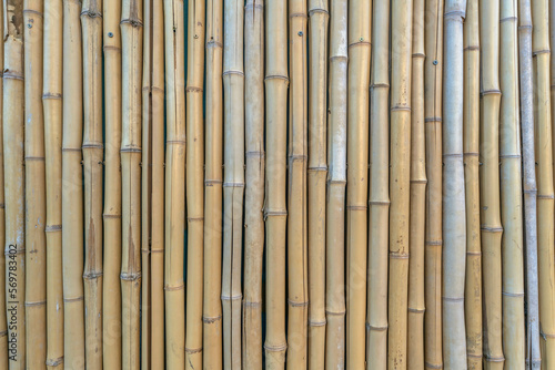 Natural bamboo wall fence close-up - Austin  Texas. Vertical pattern of bamboo pipes binded into a wall or fence with natural texture.