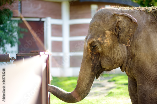 Asian elephant is at the public zoo on sunny day. Urban outdoors entartainment for local and tourists. photo