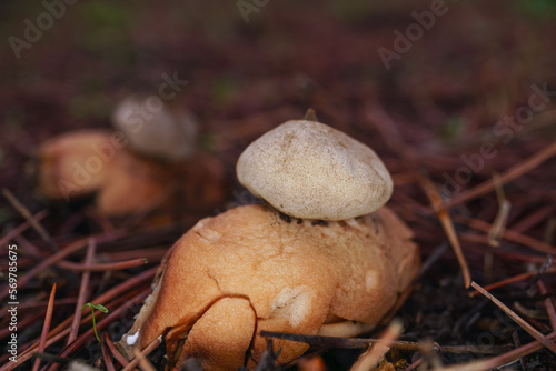 star mushroom ,Geastrum triplex, in a pine forest photo