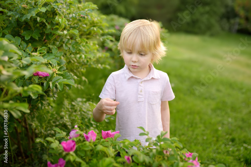 Little blonde hair boy enjoy blooming of rosehip on warm summer day. Preschooler child is watching the heads of purple flowers. Flowering time causes allergies in children.