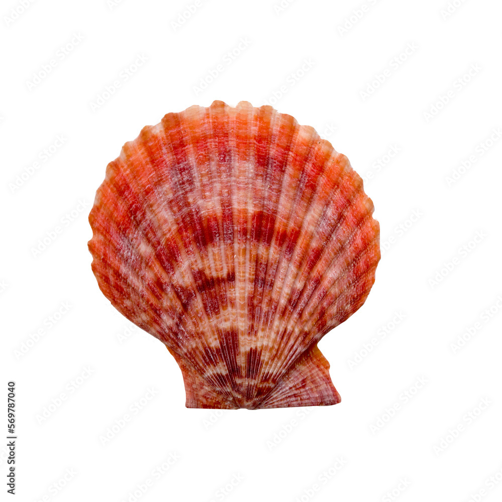 Obraz premium Scallop seashell isolated
