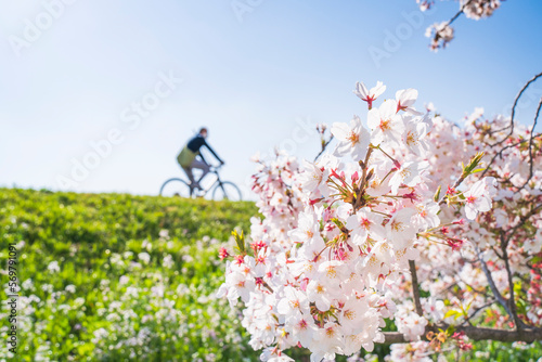 春の多摩川土手 お花見 サイクリング【イメージ素材】 Tama River cycling path in spring - Tokyo, Japan