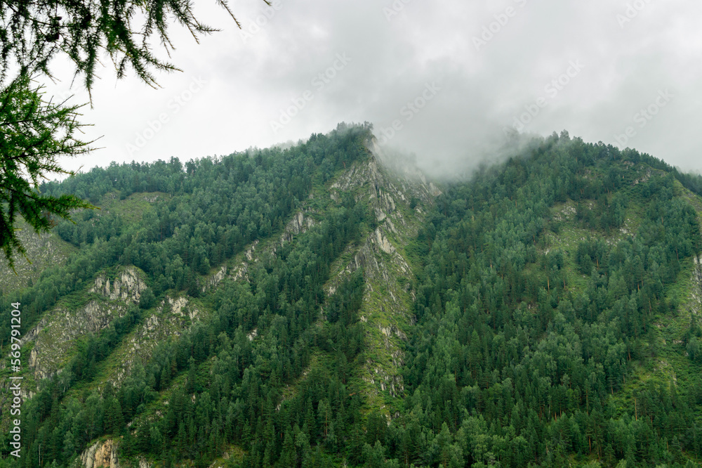 Summer landscape. A mountain overgrown with forest covered with a cloud.