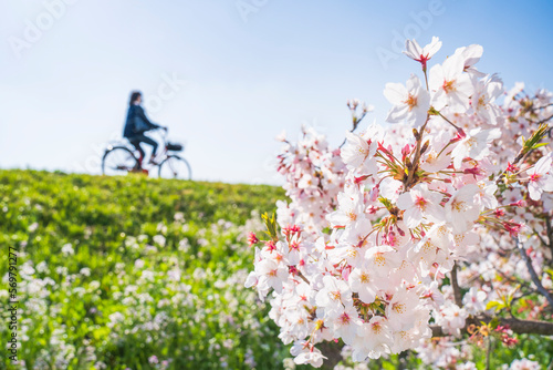 Fotobehang 春の多摩川土手　お花見　サイクリング【イメージ素材】　
Tama River cycling path in spring - Tokyo, Japan
